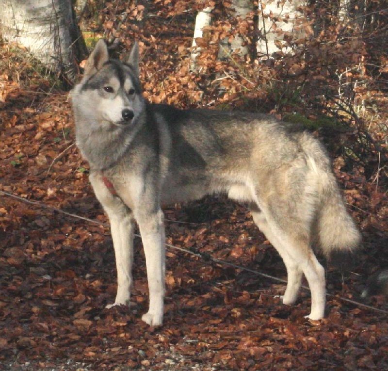 CH. Biscotto Au coeur de loup