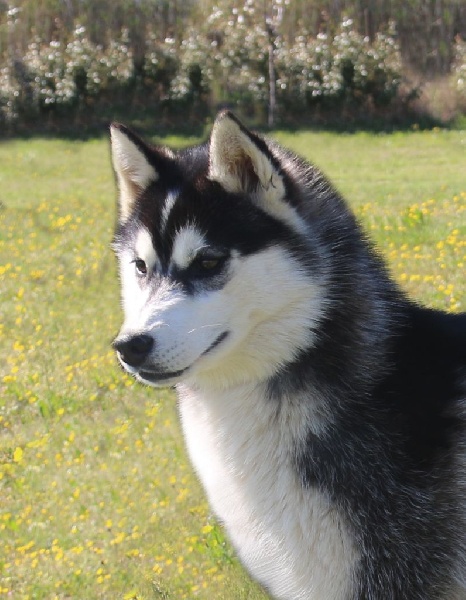 Just a pretty woman of Nordic Forest