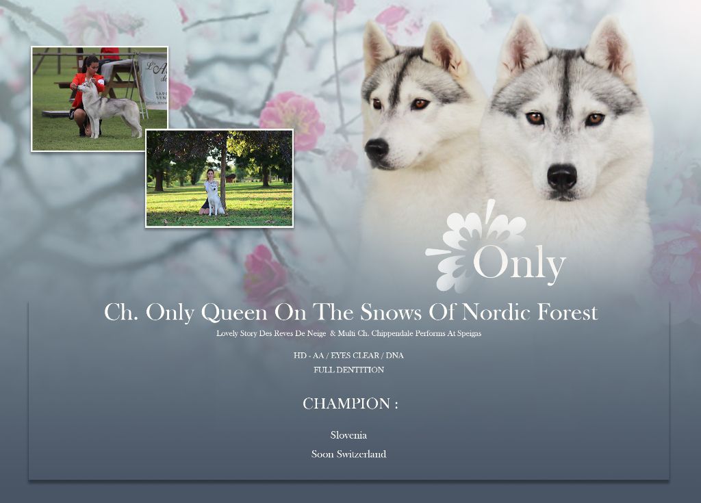 CH. Only queen on the snows of Nordic Forest