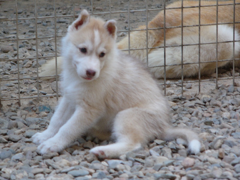 CH. Belize of Nordic Forest