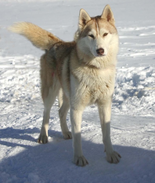 of Nordic Forest - Siberian Husky - Portée née le 09/06/2010