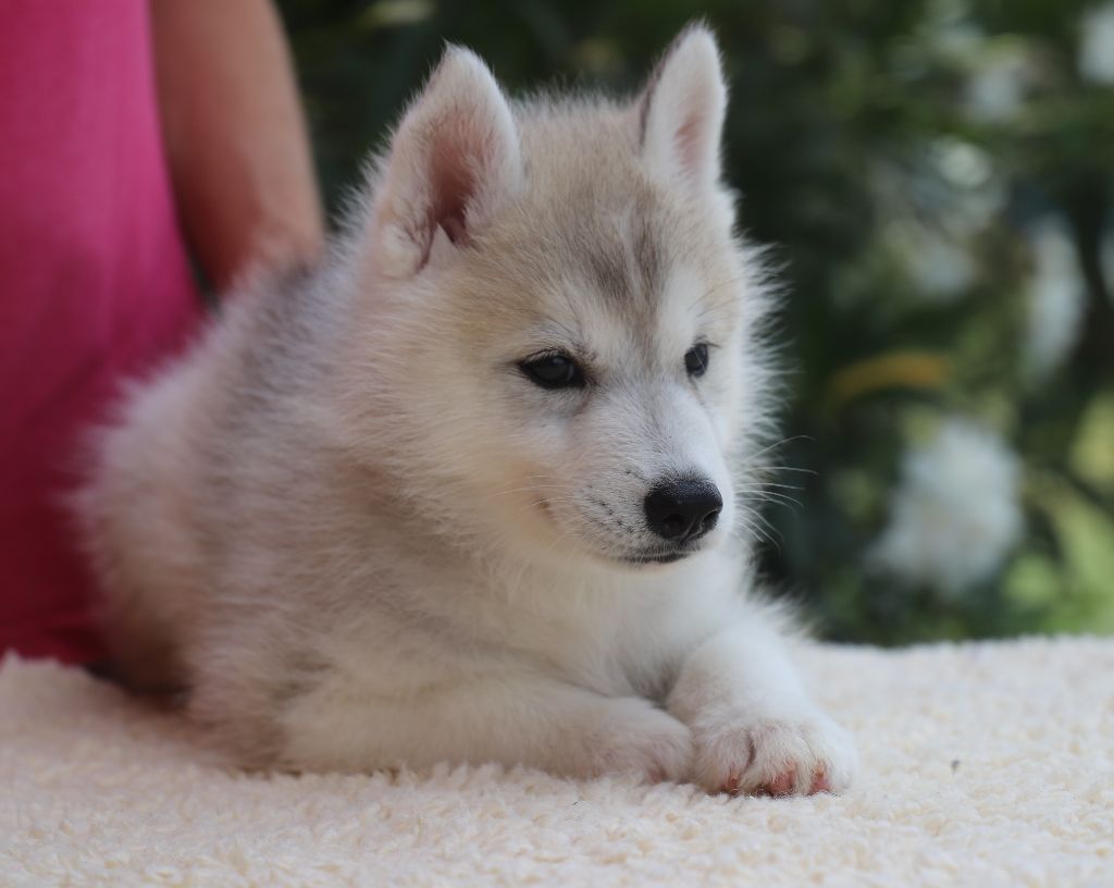 of Nordic Forest - Chiot disponible  - Siberian Husky