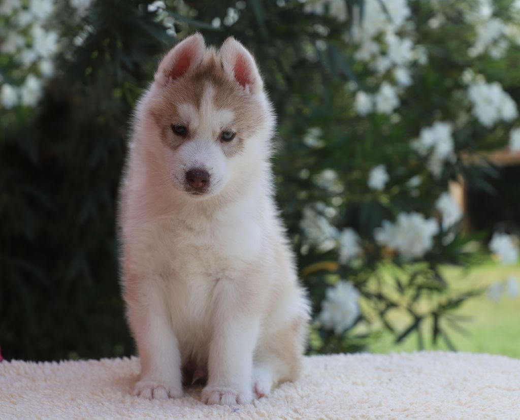 of Nordic Forest - Chiot disponible  - Siberian Husky