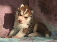 of Nordic Forest - Siberian Husky - Portée née le 25/08/2016