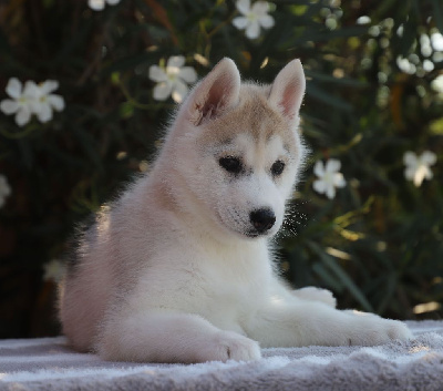 of Nordic Forest - Siberian Husky - Portée née le 13/06/2024