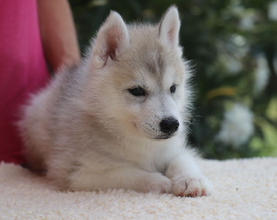 of Nordic Forest - Siberian Husky - Portée née le 29/06/2024