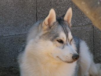 Vilya mighty gem of Nordic Forest