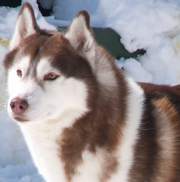 Valinor way of Nordic Forest