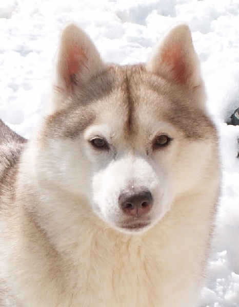 Un'starlet of Nordic Forest