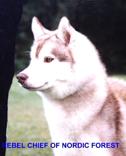 Rebel chief of Nordic Forest