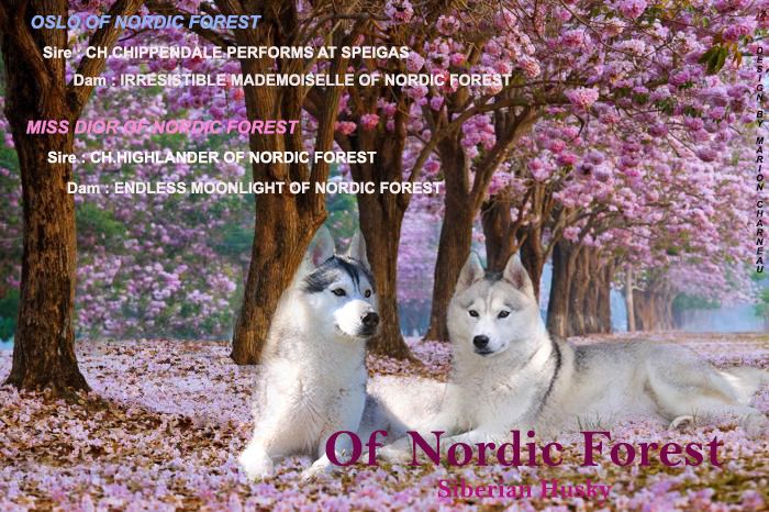 of Nordic Forest - Nos prochaines portées à naitre en 2020