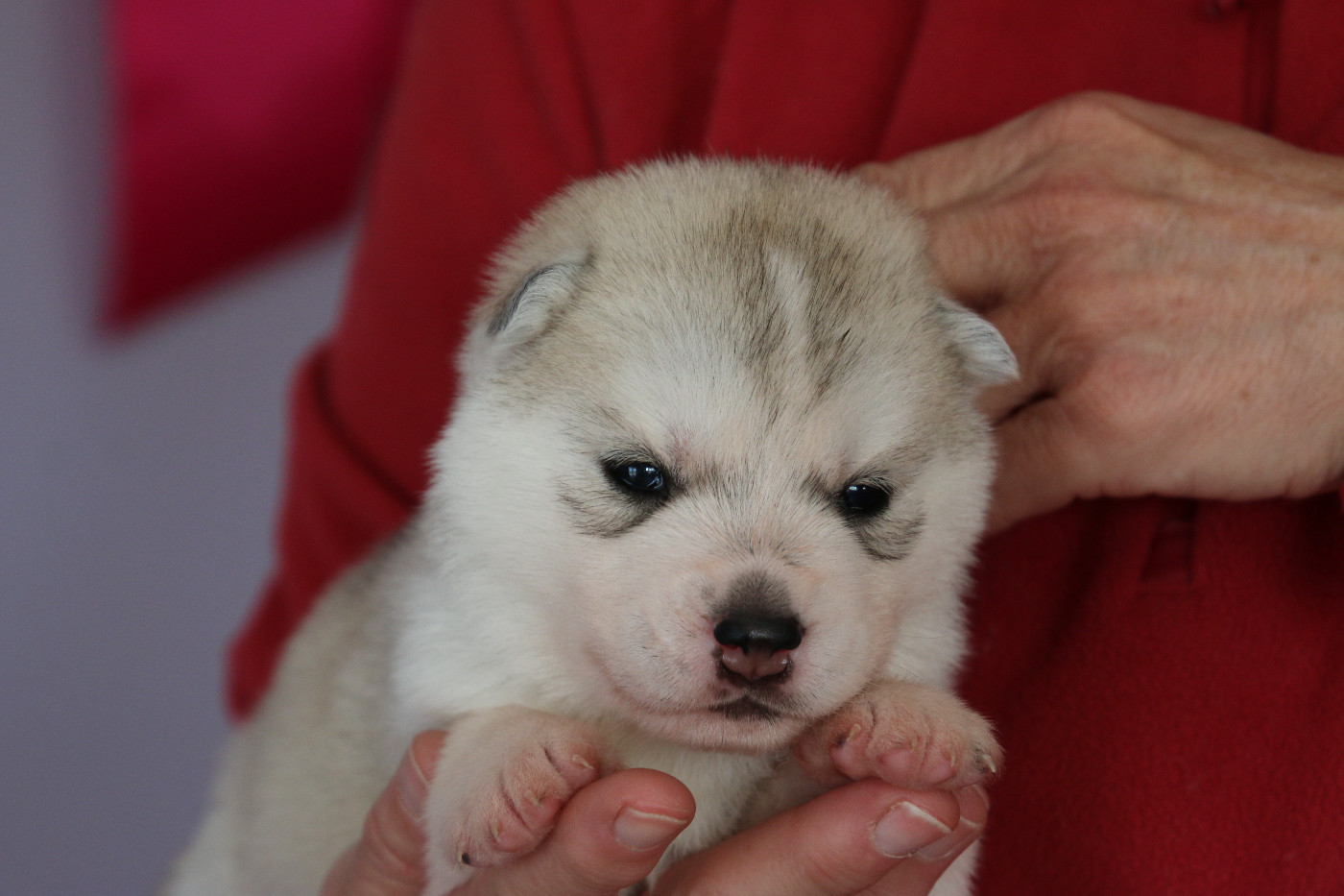 Nos prochaines portées à naitre en 2026