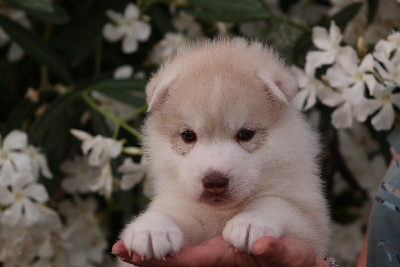 Chiots disponibles