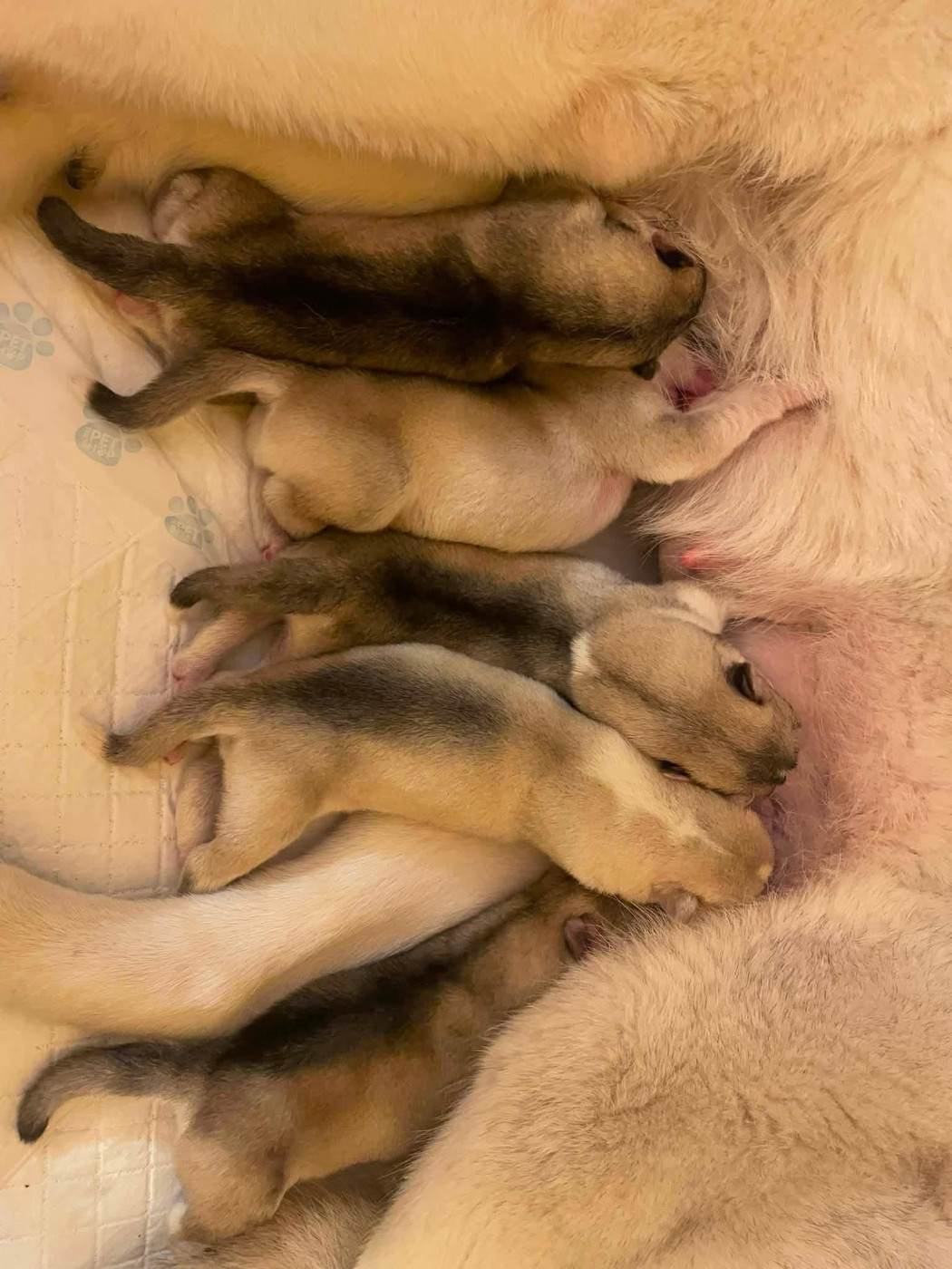 Chiots disponibles