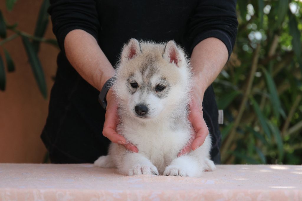 Chiots Disponibles