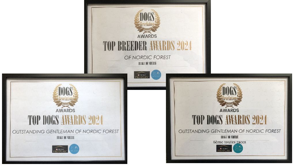of Nordic Forest - Dog revelation Awards