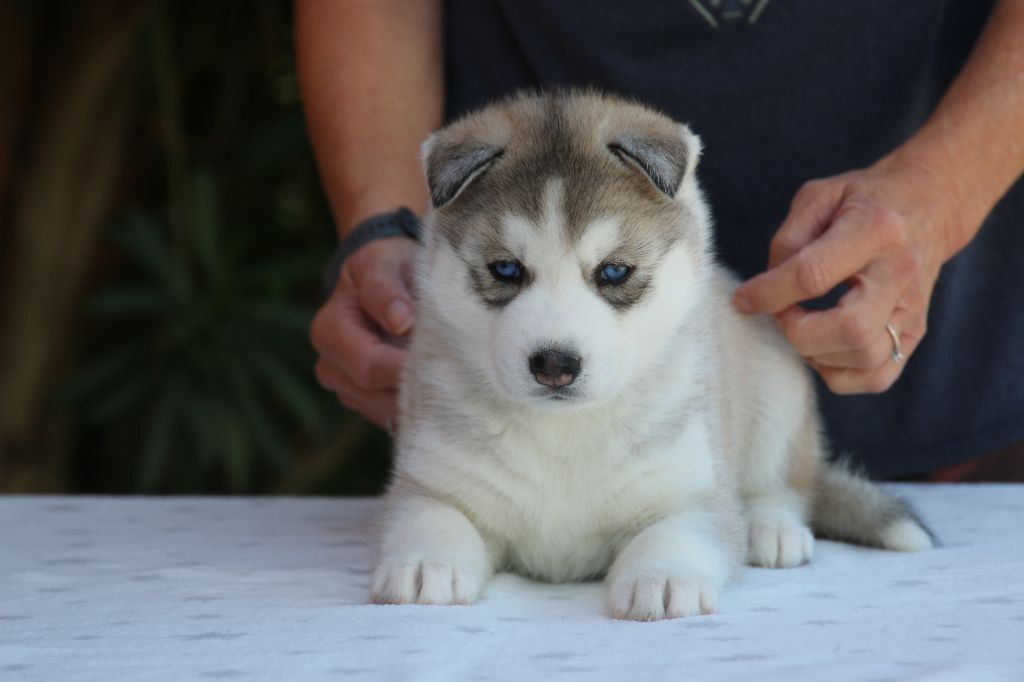 of Nordic Forest - Chiots disponibles