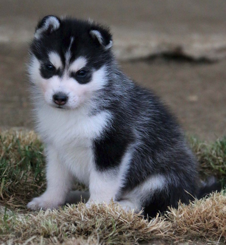 of Nordic Forest - Siberian Husky - Portée née le 19/05/2017