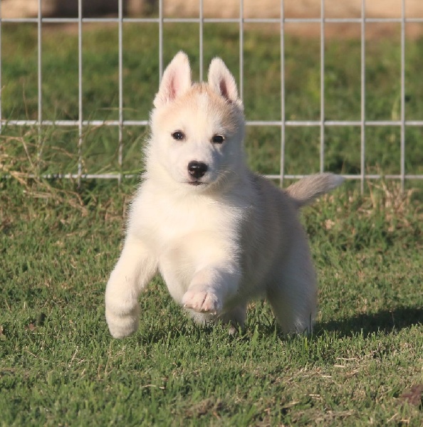 of Nordic Forest - Siberian Husky - Portée née le 12/08/2015