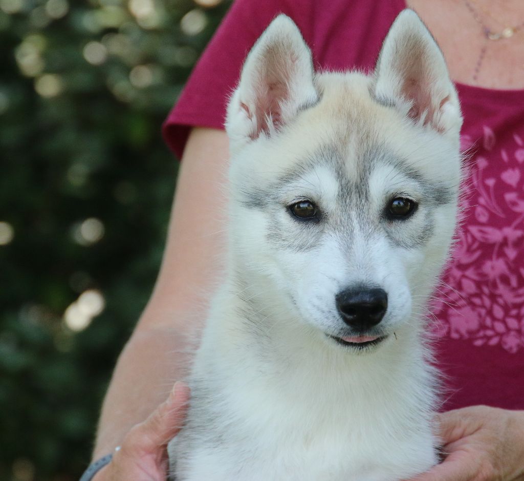 of Nordic Forest - Chiots disponibles - Siberian Husky