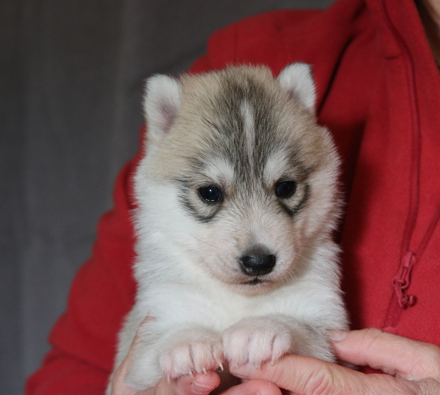 of Nordic Forest - Chiots disponibles - Siberian Husky