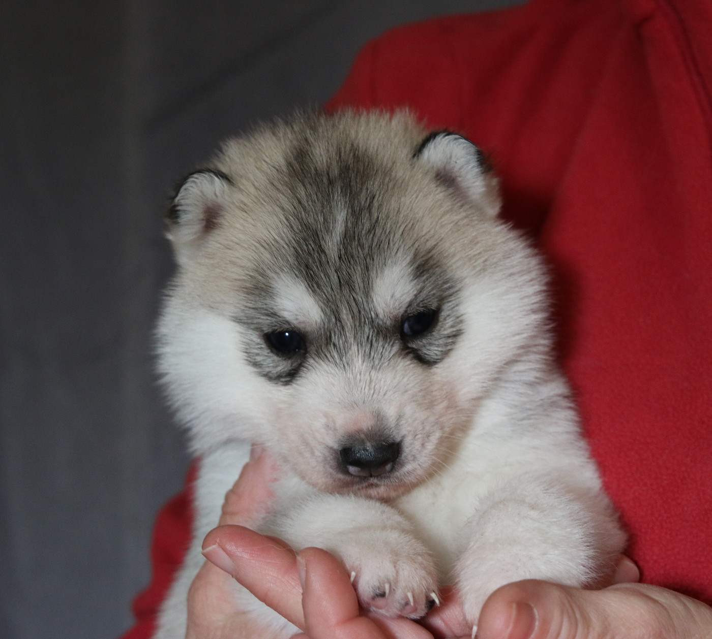 of Nordic Forest - Chiots disponibles - Siberian Husky