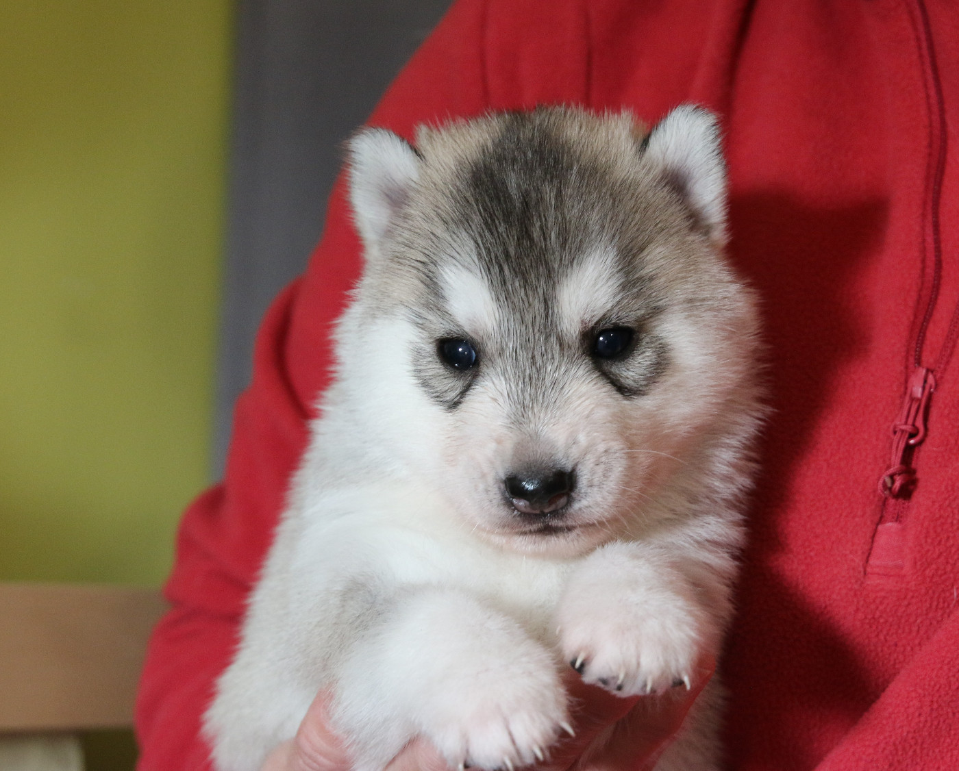 of Nordic Forest - Chiots disponibles - Siberian Husky