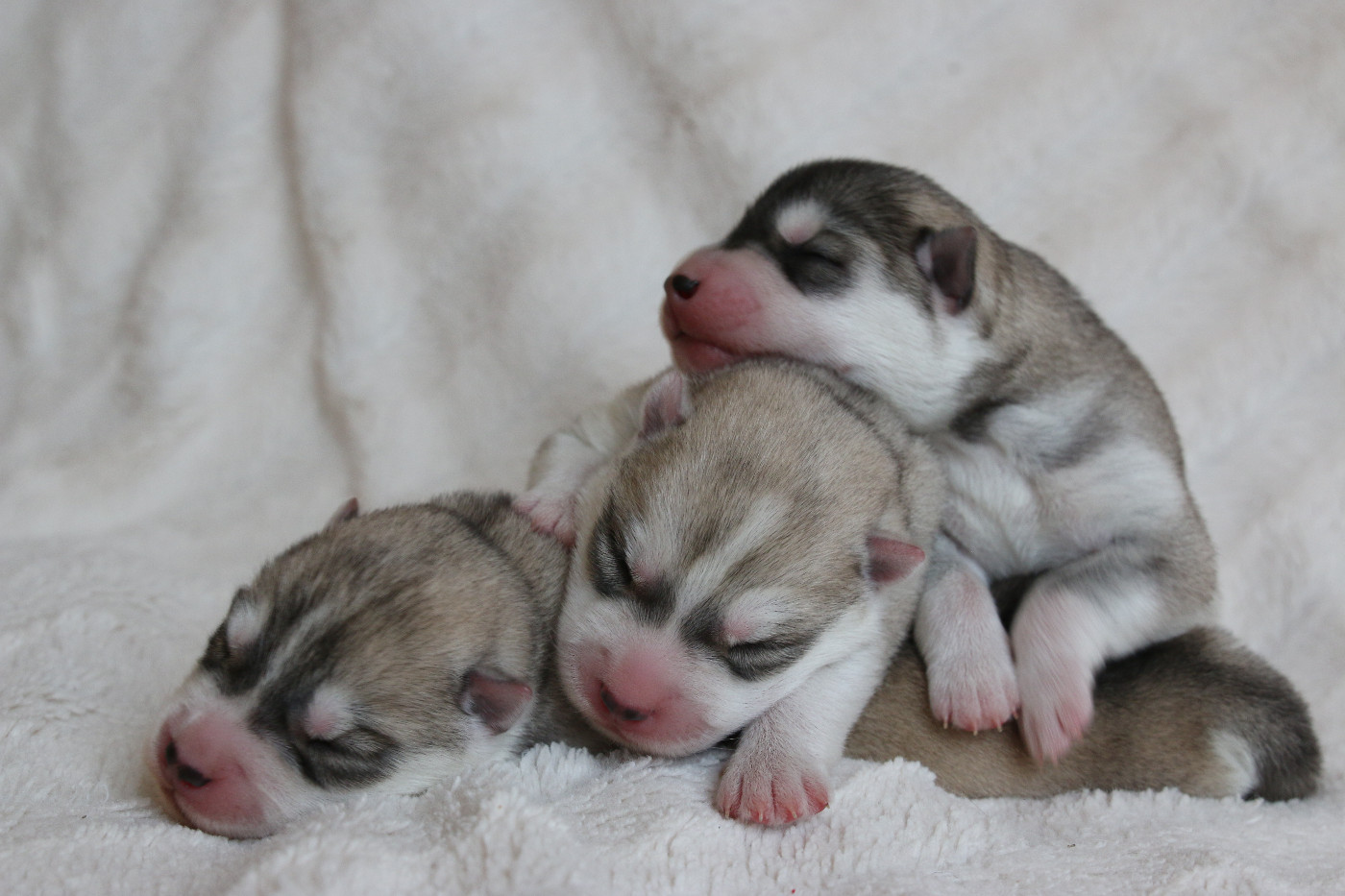 Chiot Siberian Husky of Nordic Forest