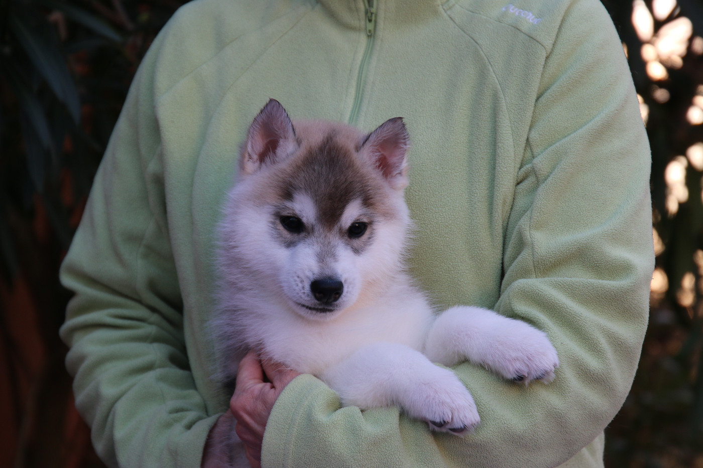 of Nordic Forest - Chiots disponibles - Siberian Husky