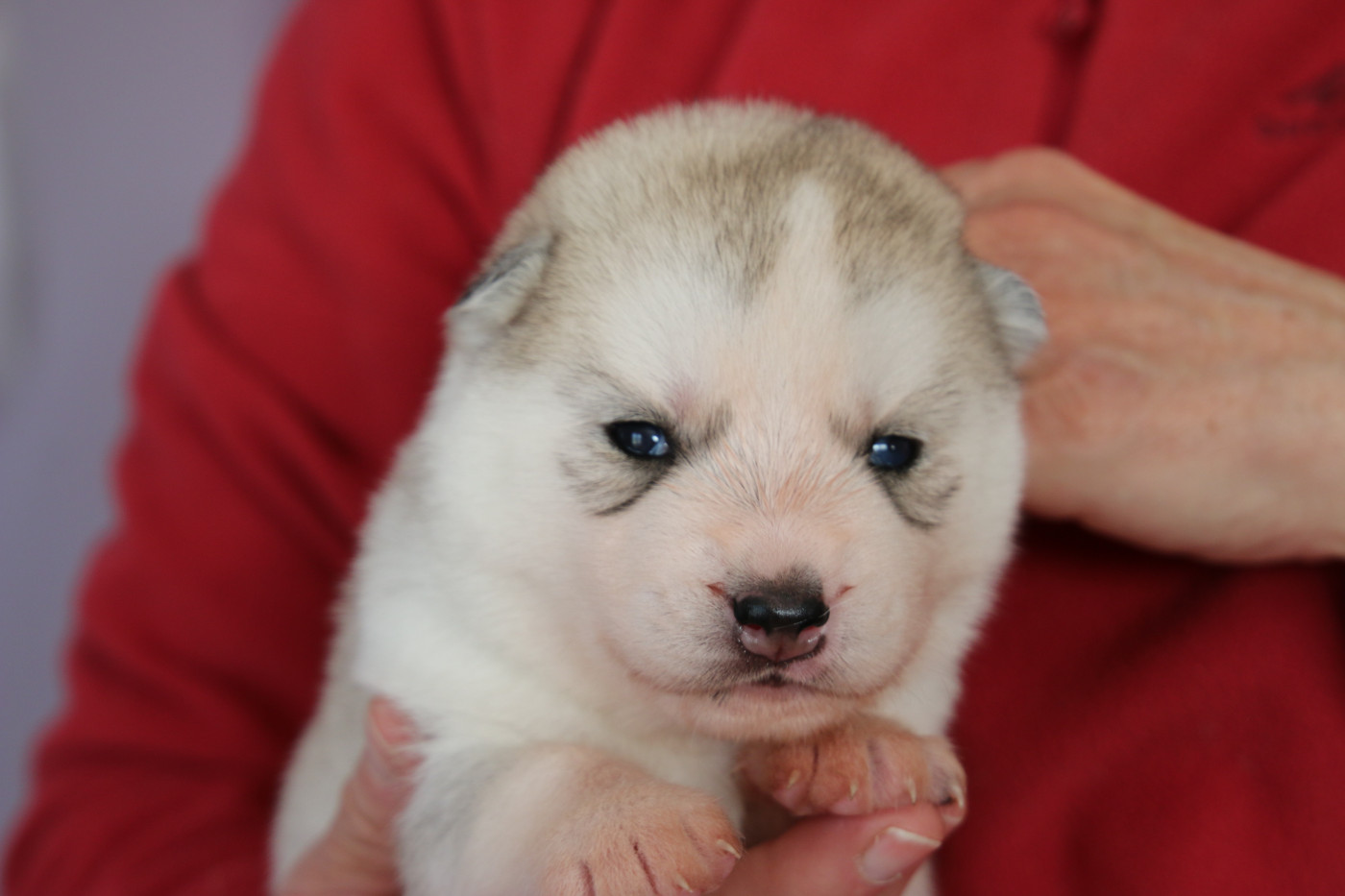 of Nordic Forest - Chiots disponibles - Siberian Husky