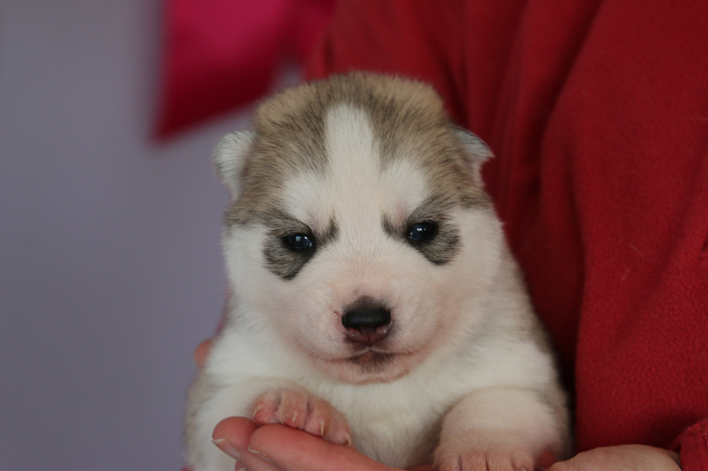 of Nordic Forest - Chiots disponibles - Siberian Husky