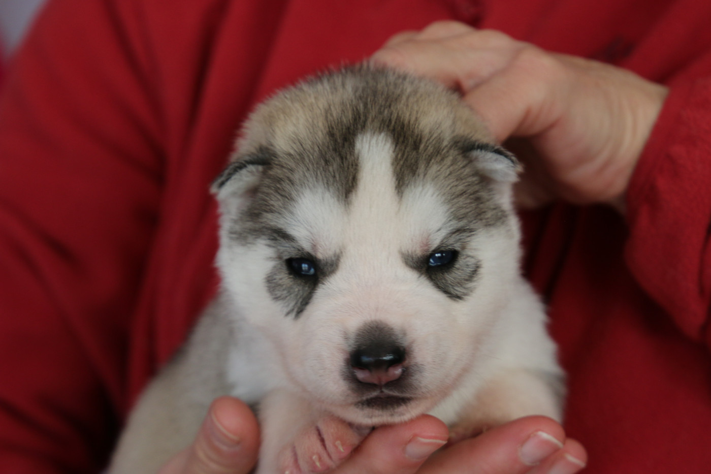 of Nordic Forest - Chiots disponibles - Siberian Husky