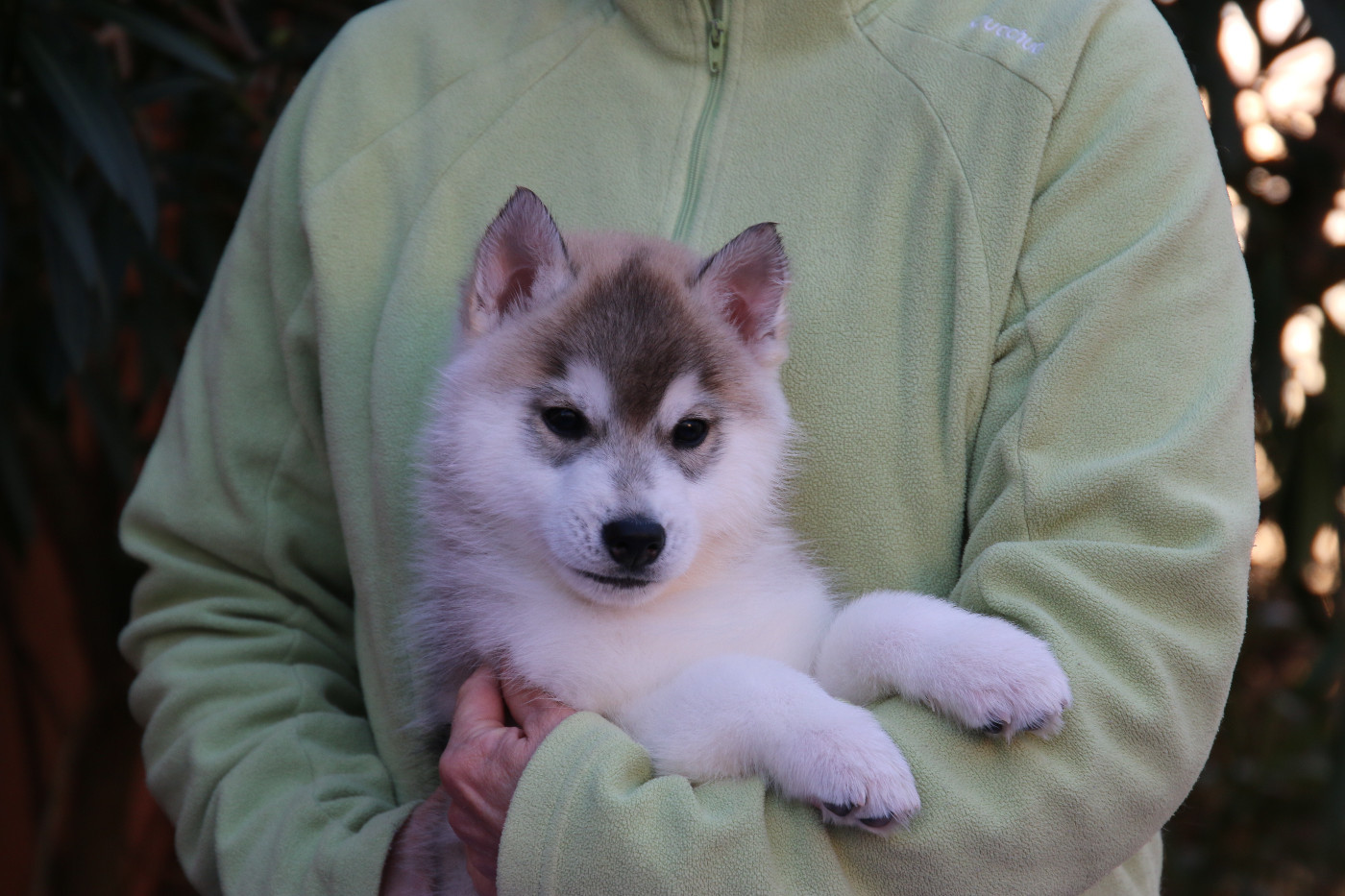 Chiot Siberian Husky of Nordic Forest