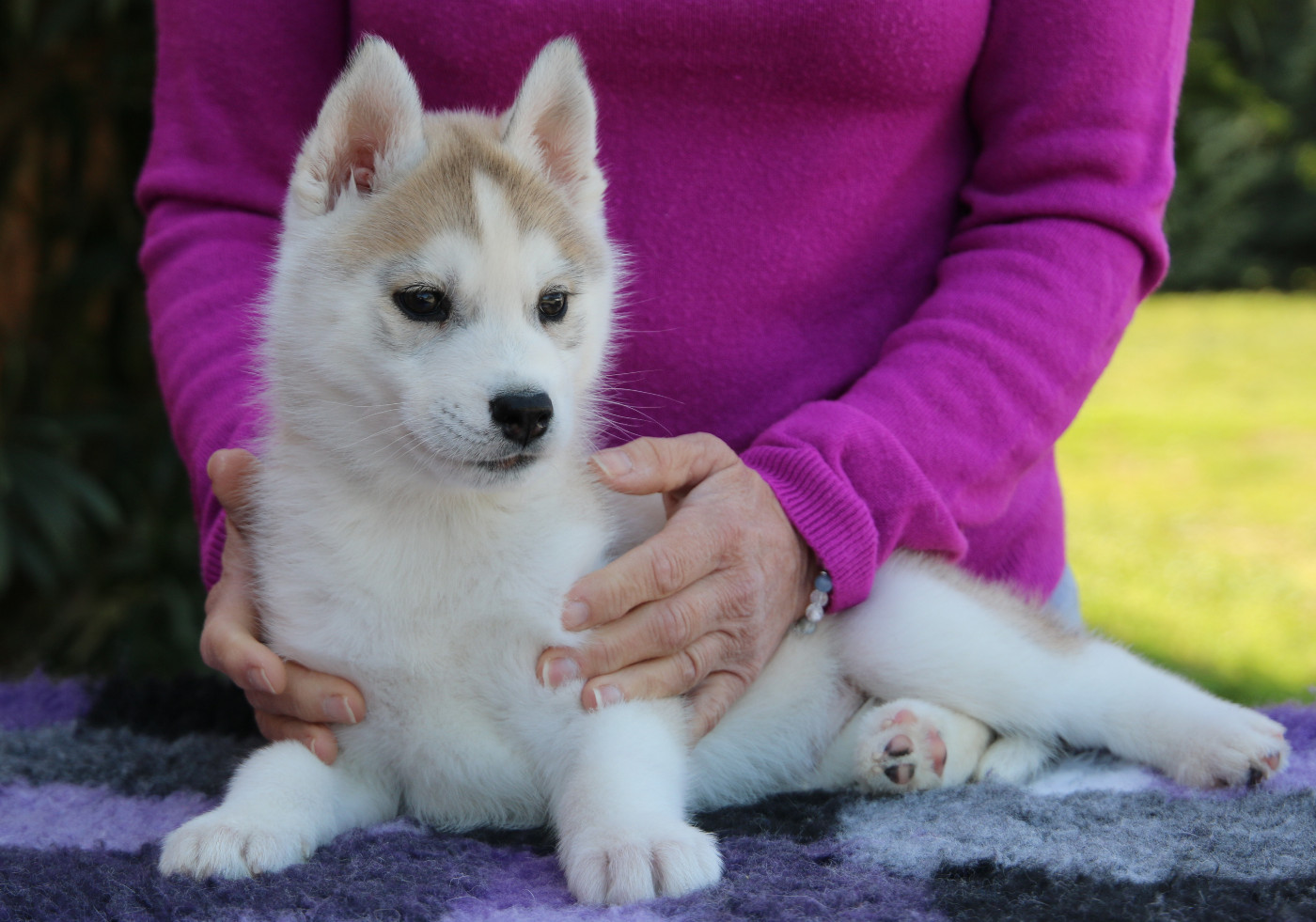 of Nordic Forest - Chiots disponibles - Siberian Husky