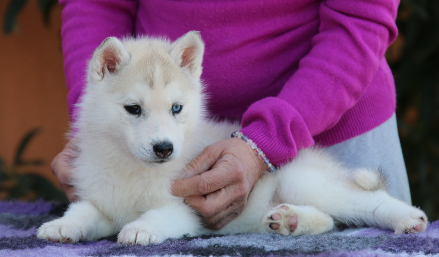 of Nordic Forest - Chiots disponibles - Siberian Husky