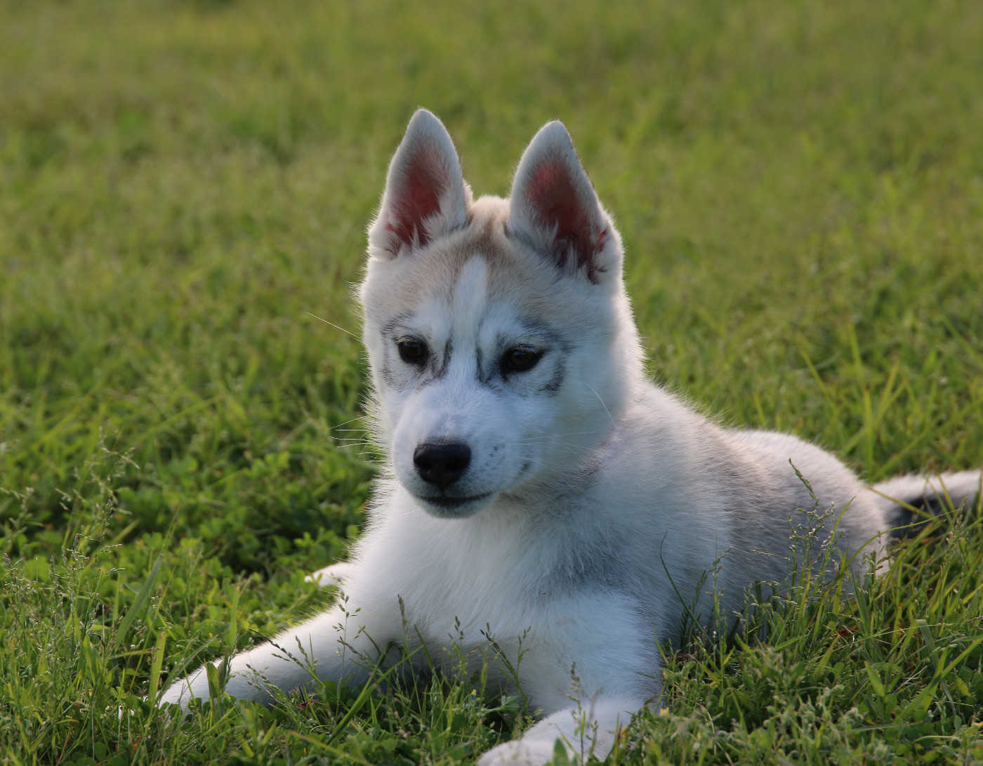 of Nordic Forest - Chiots disponibles - Siberian Husky