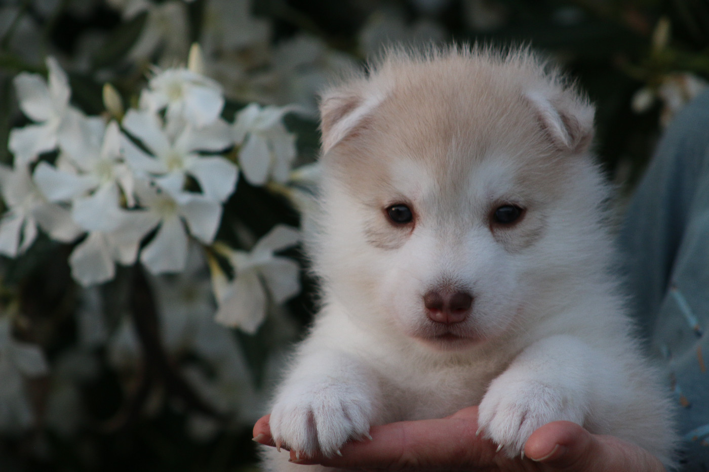 of Nordic Forest - Chiots disponibles - Siberian Husky