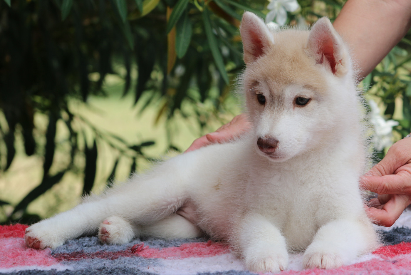 of Nordic Forest - Chiots disponibles - Siberian Husky
