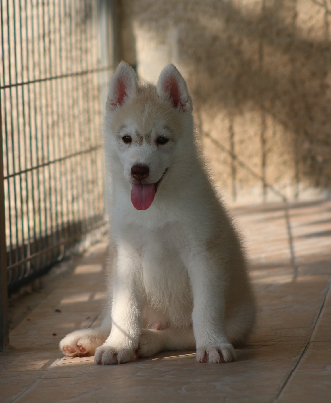 of Nordic Forest - Chiots disponibles - Siberian Husky