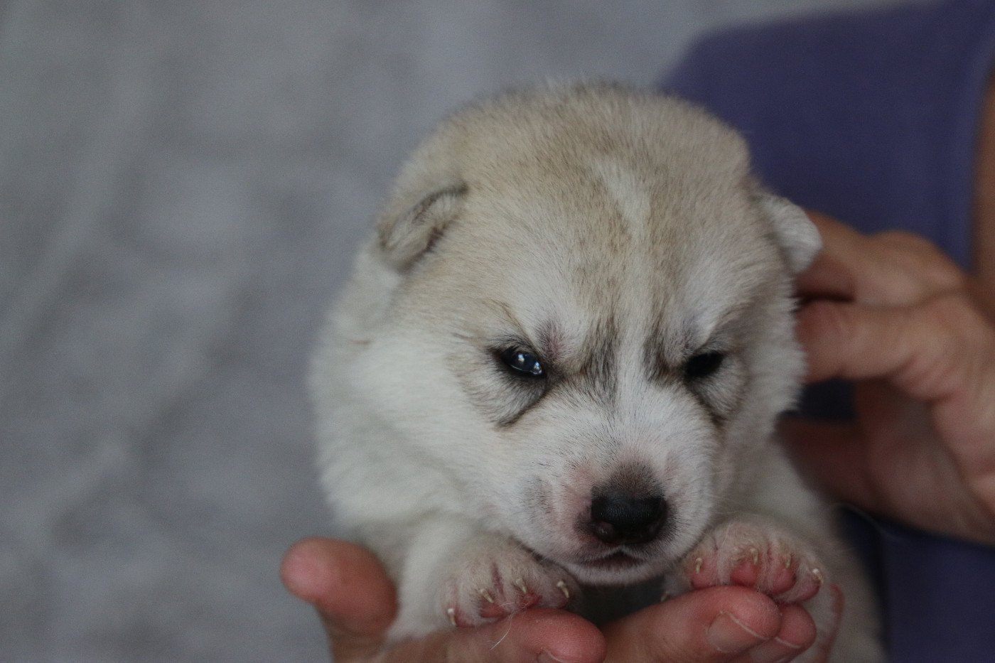 of Nordic Forest - Chiots disponibles - Siberian Husky