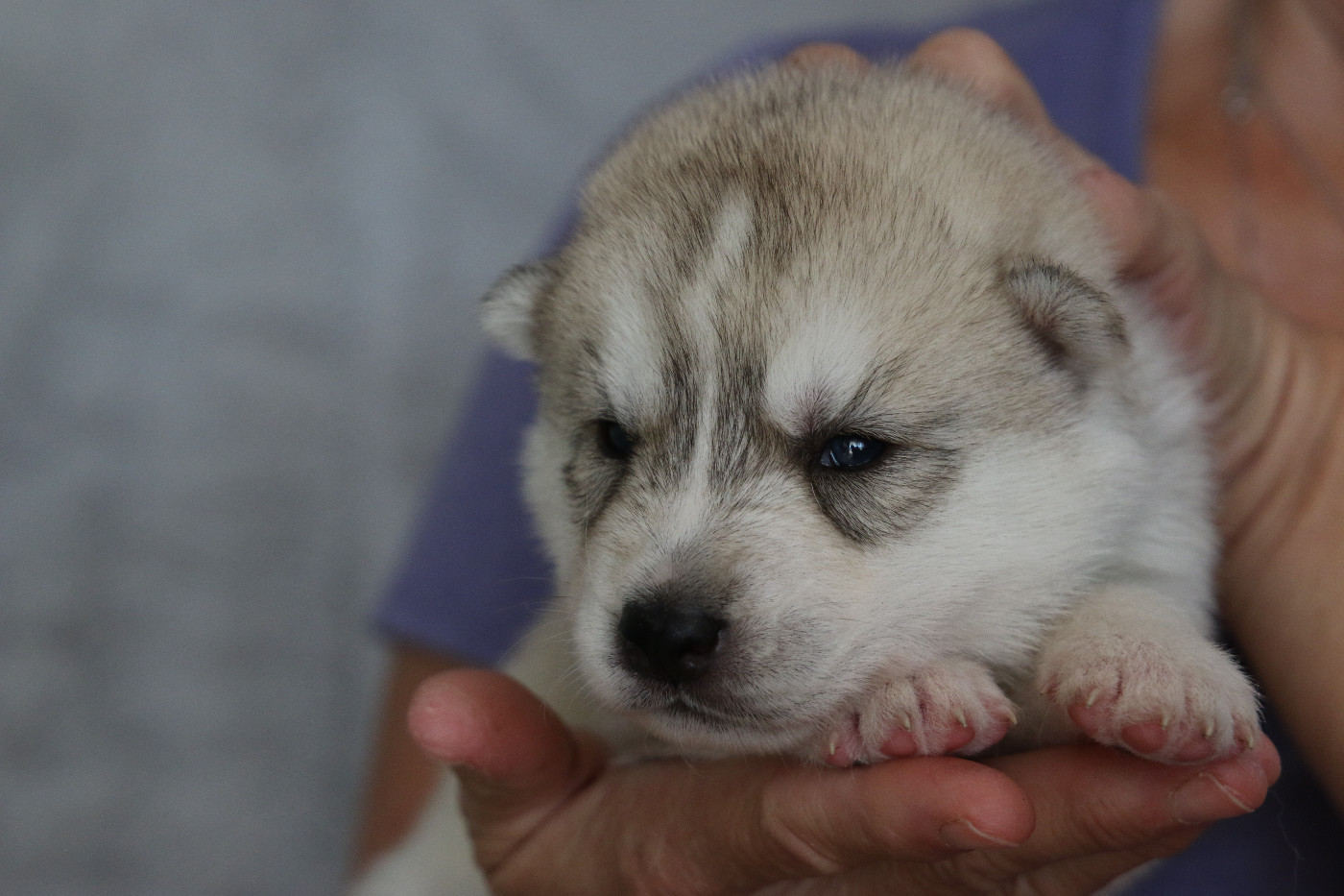 of Nordic Forest - Chiots disponibles - Siberian Husky
