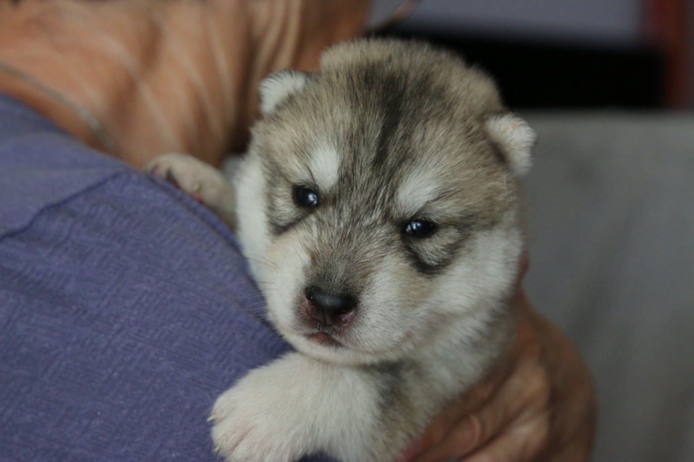 of Nordic Forest - Chiots disponibles - Siberian Husky