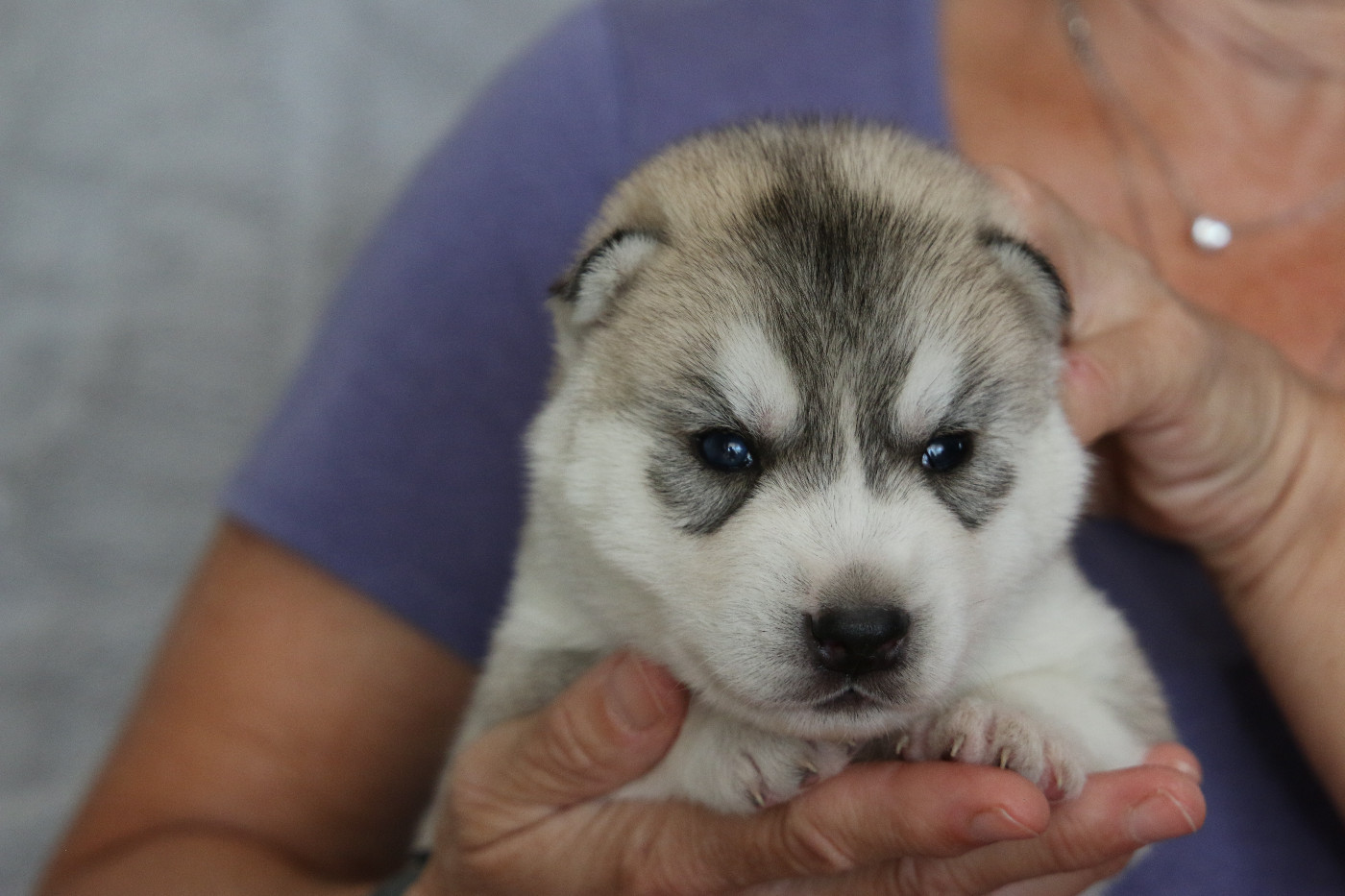 of Nordic Forest - Chiots disponibles - Siberian Husky
