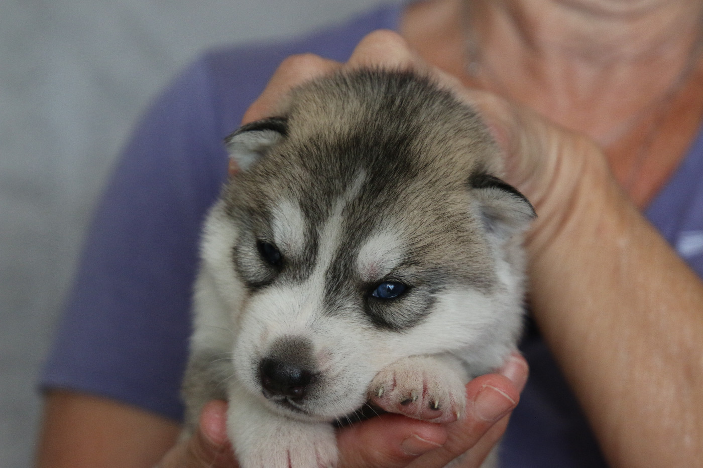of Nordic Forest - Chiots disponibles - Siberian Husky