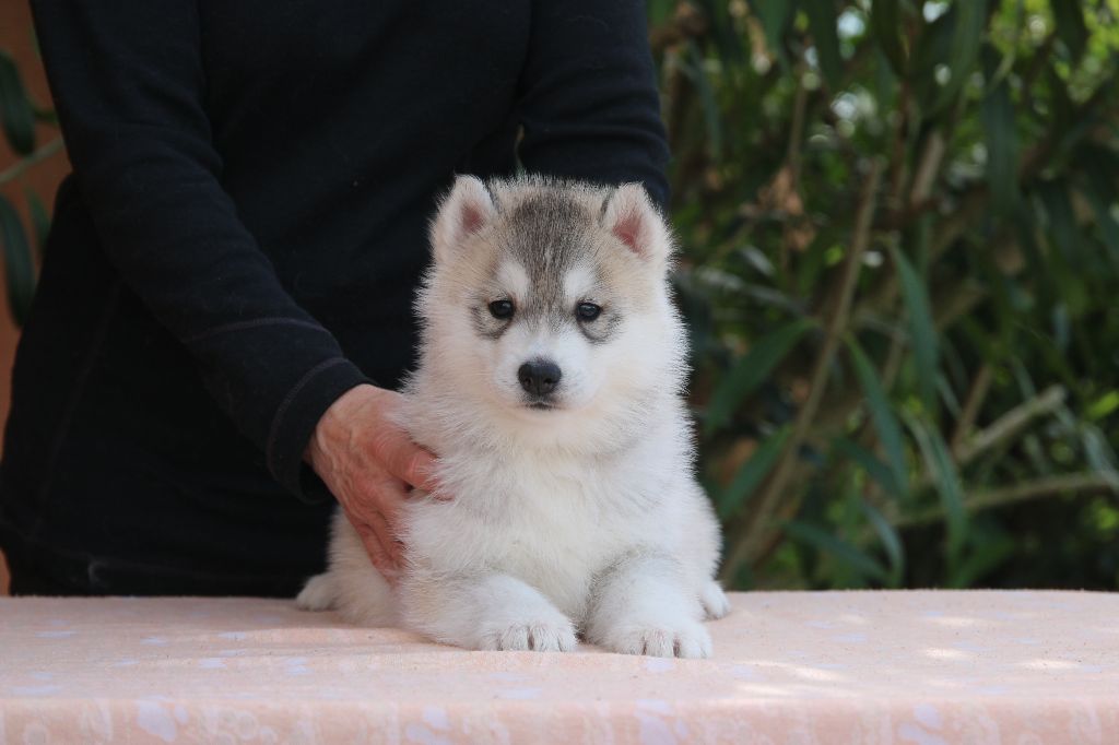 of Nordic Forest - Chiots disponibles - Siberian Husky