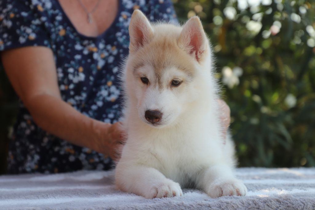 of Nordic Forest - Siberian Husky - Portée née le 13/06/2024