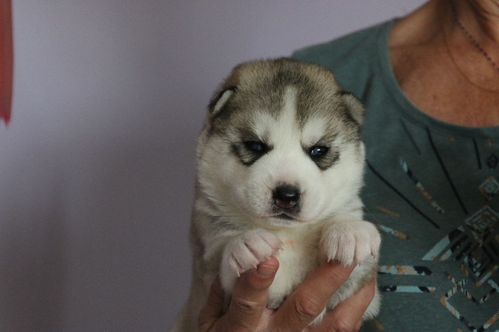 of Nordic Forest - Chiots disponibles - Siberian Husky