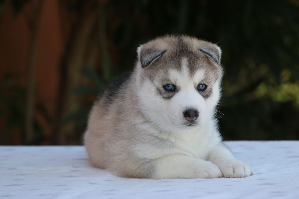 CHIOT
