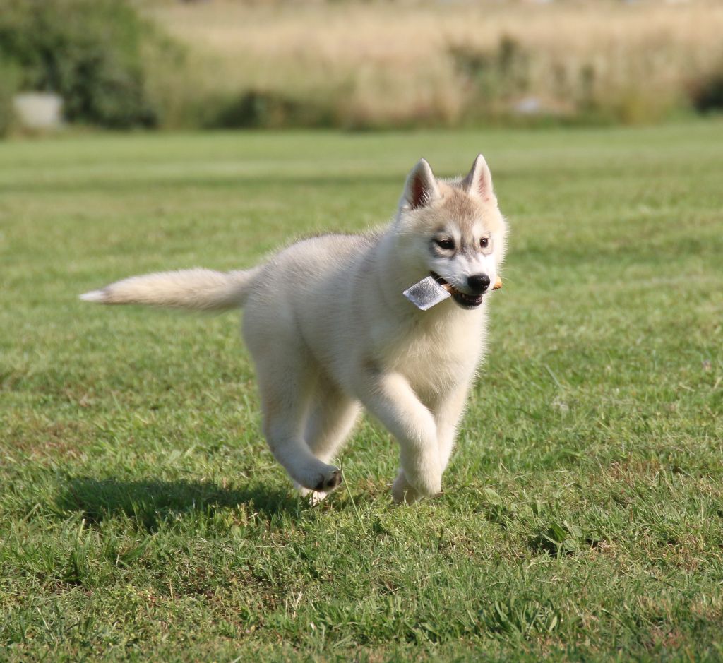 of Nordic Forest - Chiots disponibles - Siberian Husky