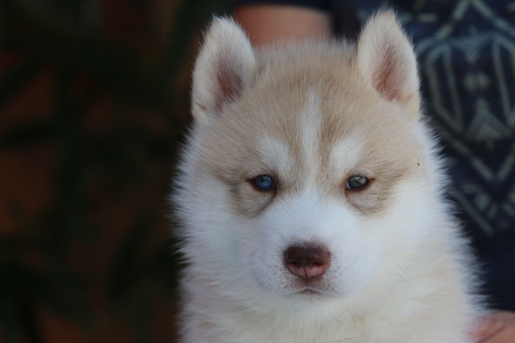 of Nordic Forest - Siberian Husky - Portée née le 01/08/2025